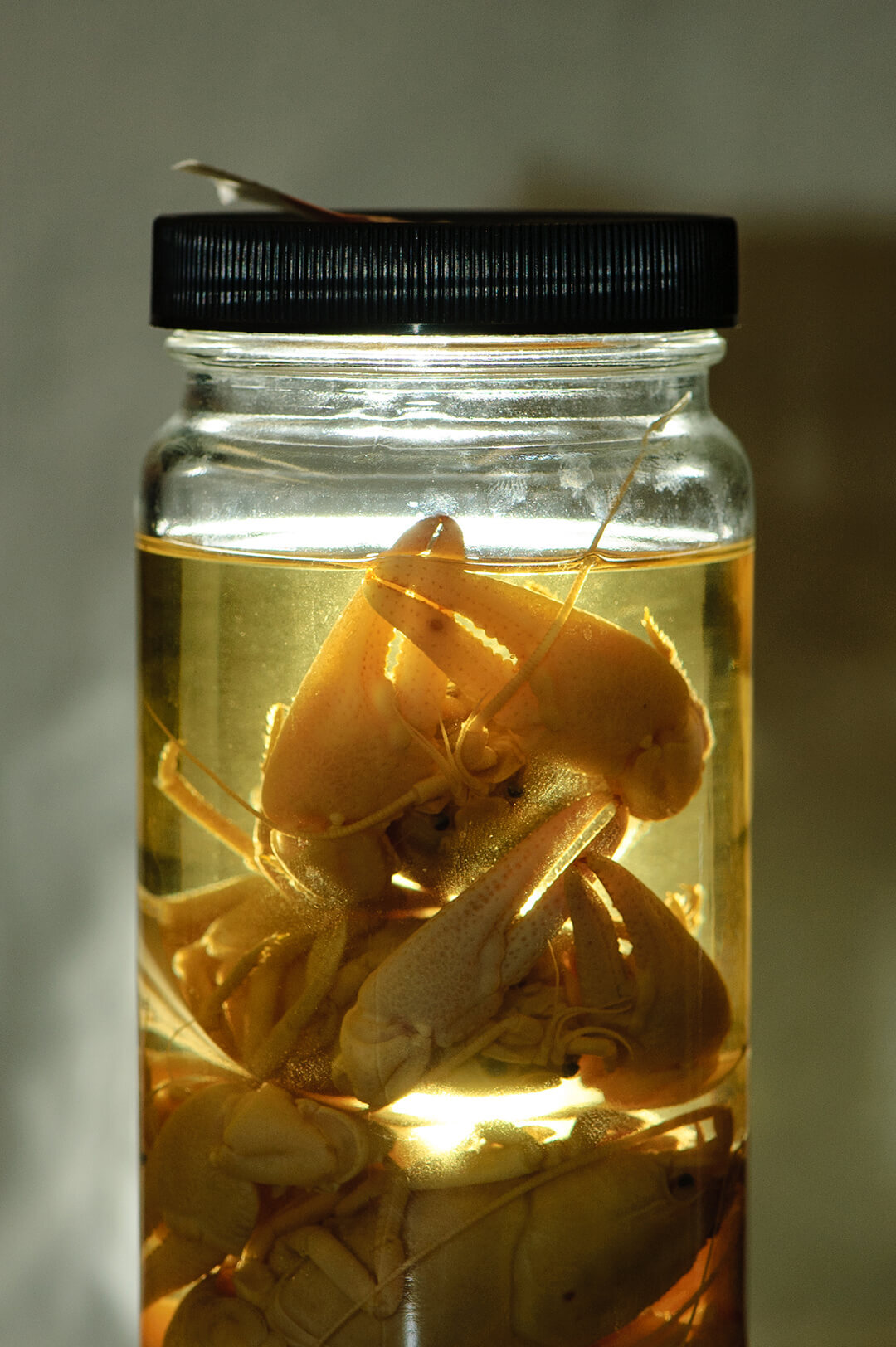 Crayfish specimen in the lab at West Liberty University. (Photograph by Taylor Rife)